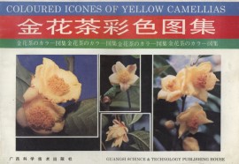 Coloured Icones of Yellow Camellias (out of print)