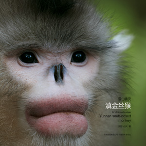 Eif of Snow Moutain Yunnan Snub-nosed Monkey 