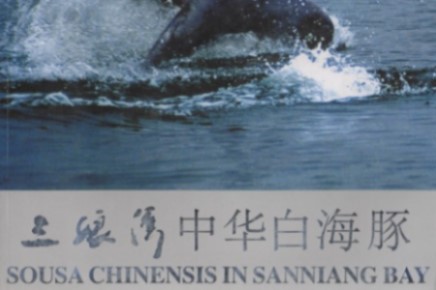 Sousa Chinensis in Sanniang Bay