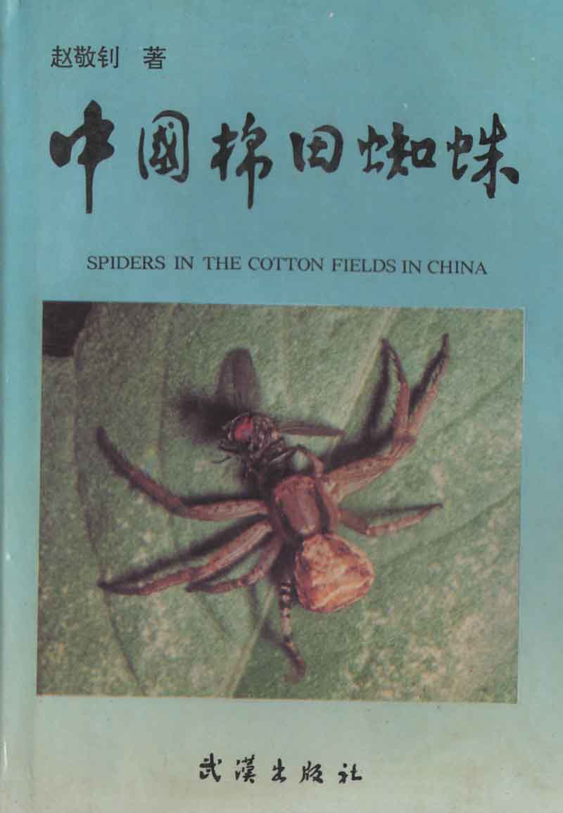 Spiders in the Cotton Fields in China