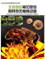 Common Insects and Other Invertebrates in Beijing
