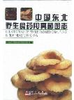 Illustrations of Edible and Medicinal Fungi in Northeastern China (Ebook)