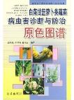 Original Color Atlas of Diagnosis and Control for Pests and Diseases of Chinese Cabbage and Carrot Vegetables