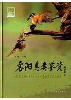 Birds in Xiangyang