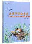 Birds of Nanhaizi Wetland in Inner Mongolia