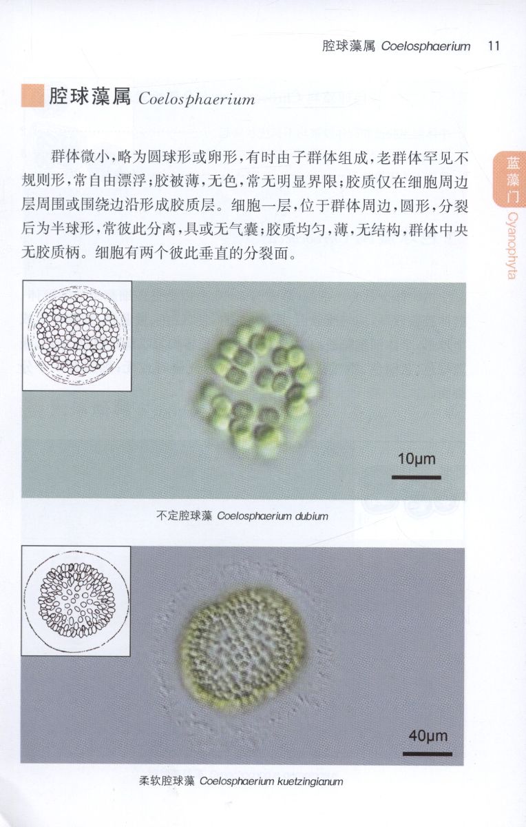 Color Atlas of Zhus Scalp Acupuncture - Ming Qing Zhu
