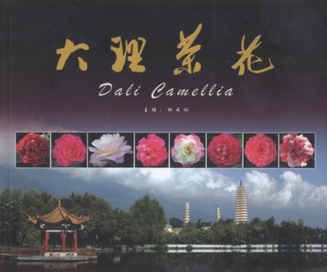 Dali Camellia