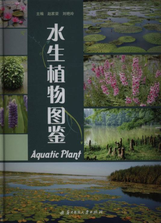 Aquatic Plant