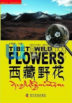 Tibet Wild Flowers