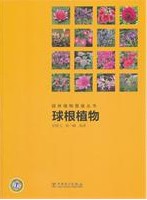 Chincherinchee (serials of Atlas of Ornamental Plant)