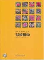 Chincherinchee (serials of Atlas of Ornamental Plant)