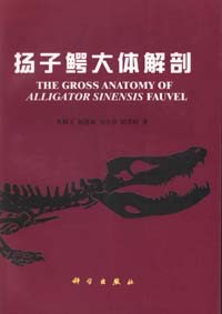 The Gross Anatomy of Alligator Sinensis Fauvel