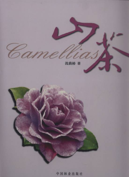 Camellias