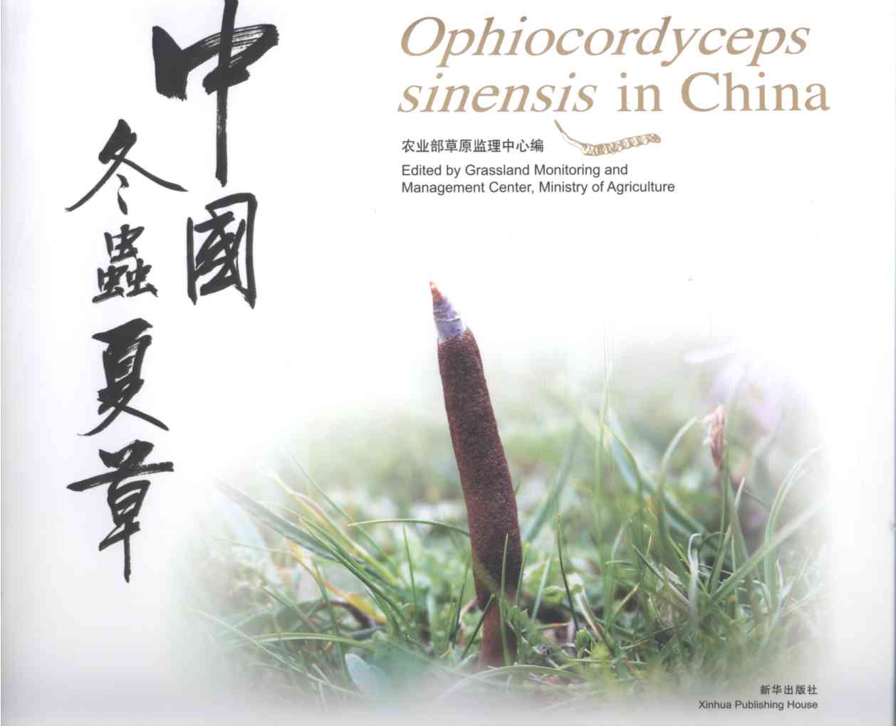 Ophiocordyceps sinensis in China
