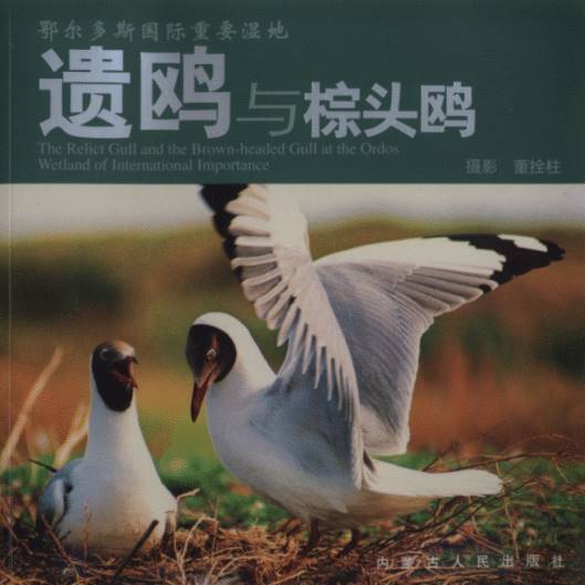 The Relict Gull and the Brown – headed Gull at the Ordos Wetland of International Importance