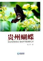 Guizhou Butterfly