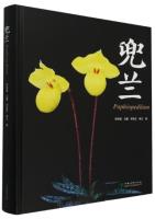 Paphiopedilum