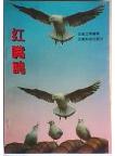  Black-Headed gull ,Larus ridibundus 