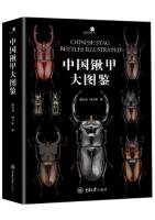 Chinese Stag Beetles Illustrated