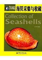 Collection of Seashells 