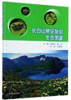 Ecological Photograph of Common Insects in Changbai Mountain