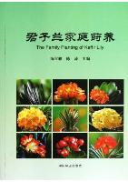 The Family Planting of Kaffir Lily 
