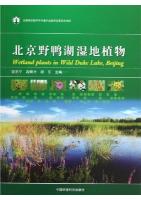 Wetland Plants in Wild Duke Lake, Beijing