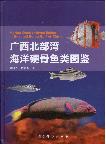 Marine Osteichthyes fishes in Guangxi Beibu Gulf of China