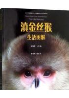 China's Golden Snub-Nosed Monkeys -Their Life Illustrated
