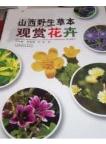 Wild Herbaceous Ornamental Flowers in Shanxi 