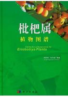 Collection of Illustration for Eriobotrya Plants