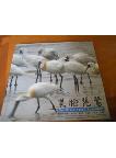 Precious Bird of Macao -Black-faced Spoonbill