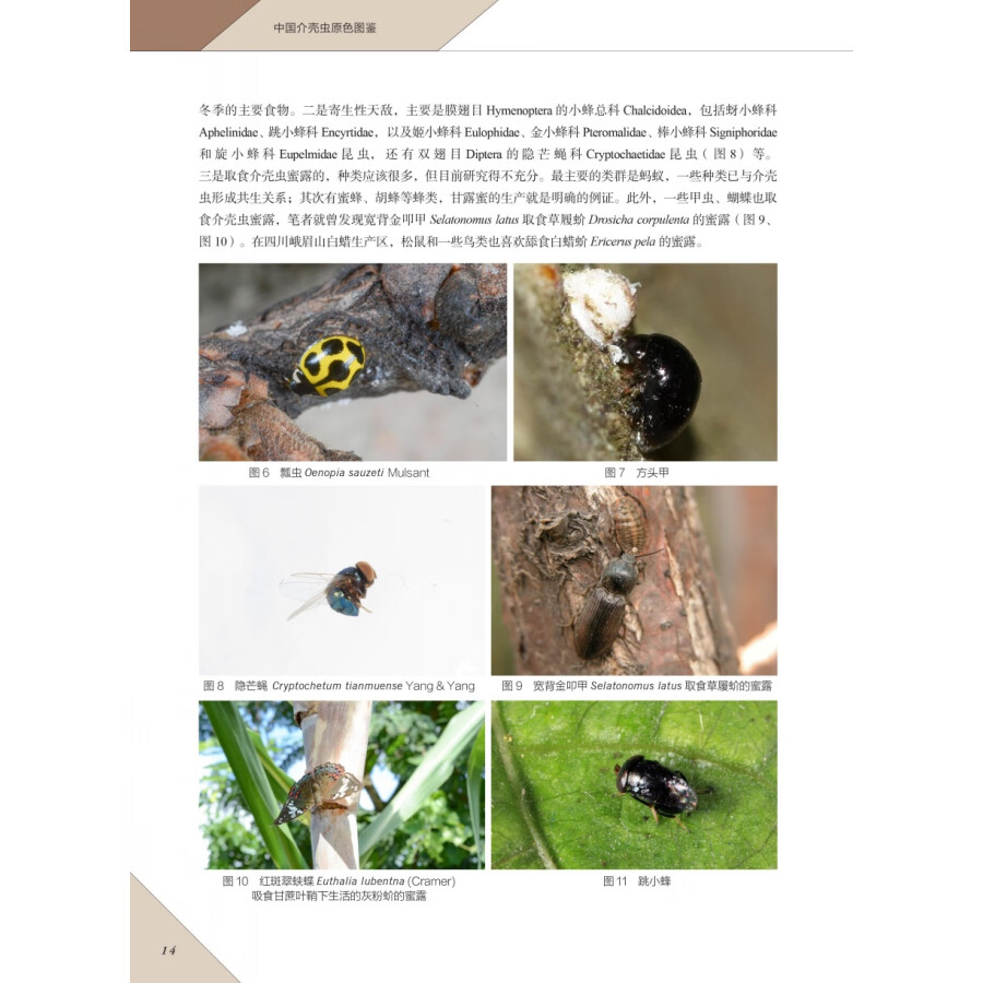 China Insect Collection Labels A Color Atlas of the Chinese Scale Insects (Hemiptera: Coccomorpha ...