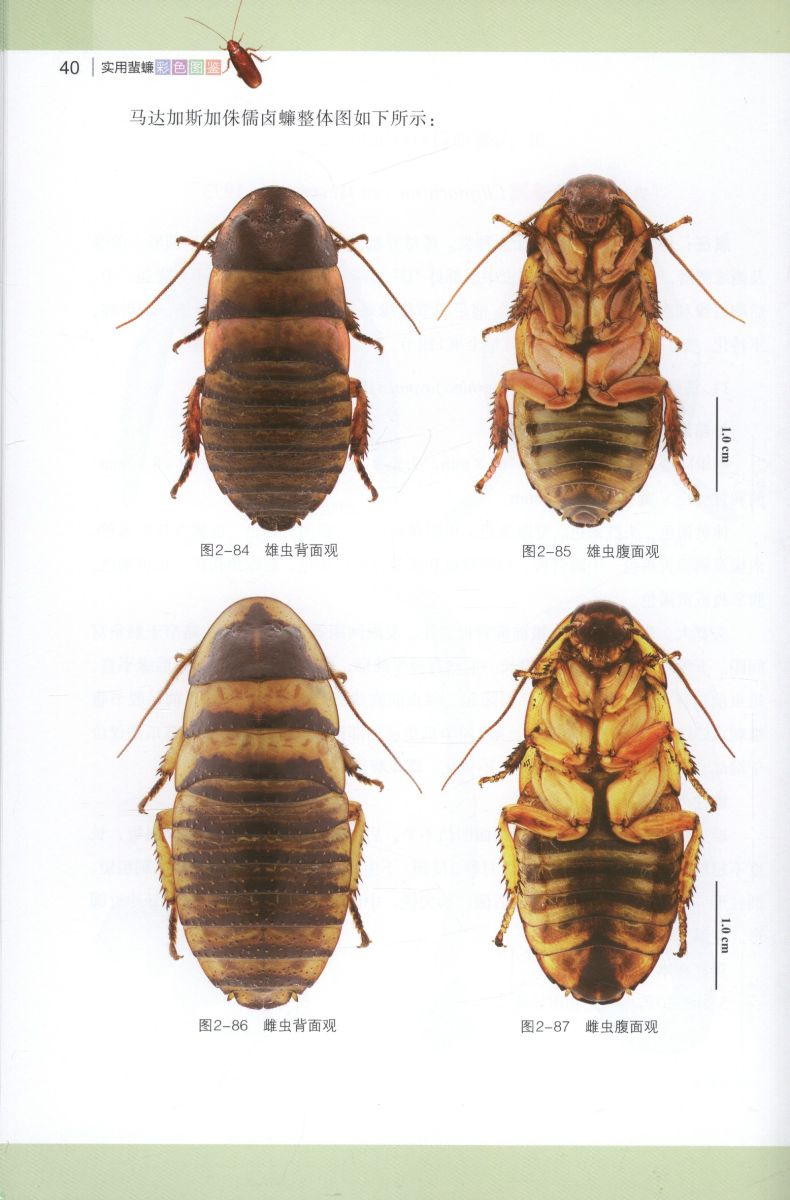 Color Atlas of Cockroach , China Scientific Book Services Color Atlas of Cockroach , China Scientific Book Services
