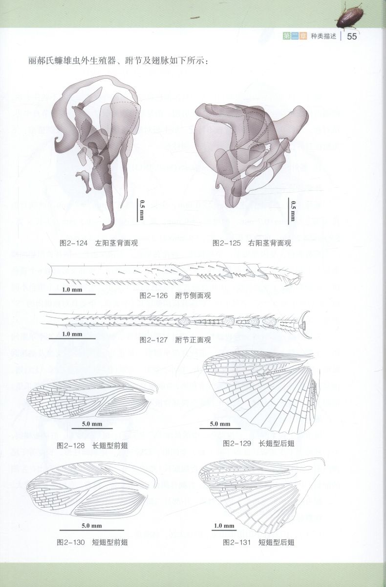 Color Atlas of Cockroach , China Scientific Book Services Color Atlas of Cockroach , China Scientific Book Services
