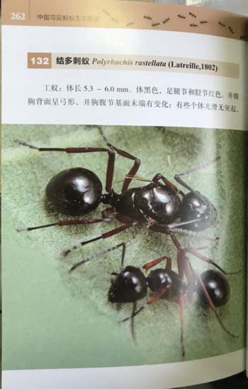 Ecological Illustrated of Common Ant Species from China, China ...
